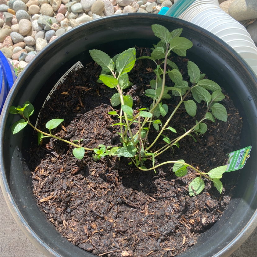 Peppermint plant in a black pot with visible soil, healthy green leaves.
