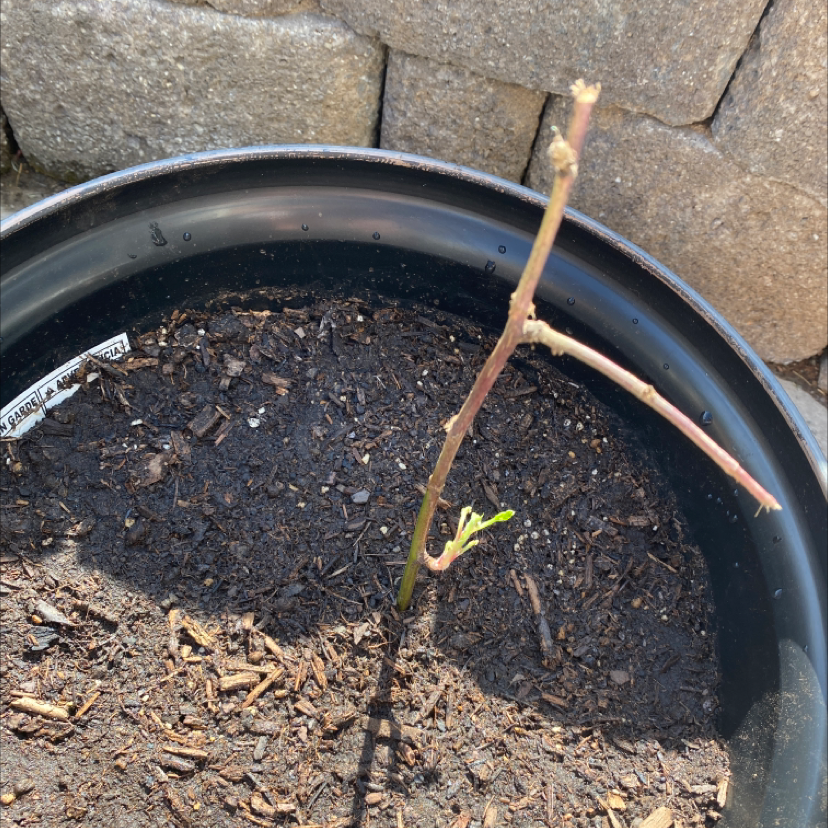 Photo of the plant species Ebony King Blackberry by Heather named Aria on Greg, the plant care app