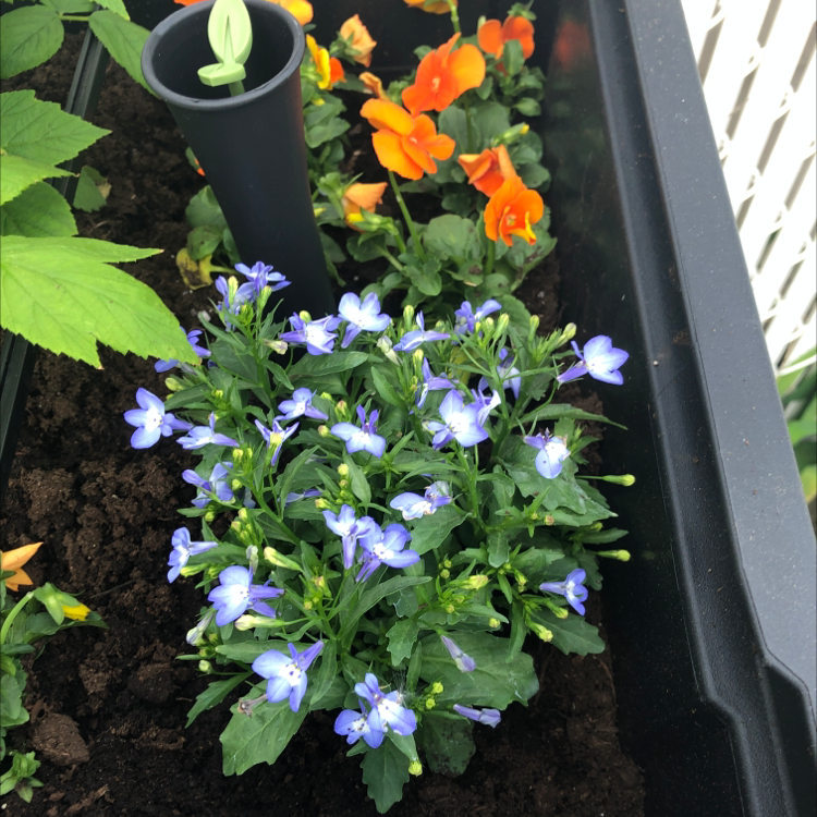 Photo of the plant species Edging Lobelia by @katieloveday named Curie on Greg, the plant care app