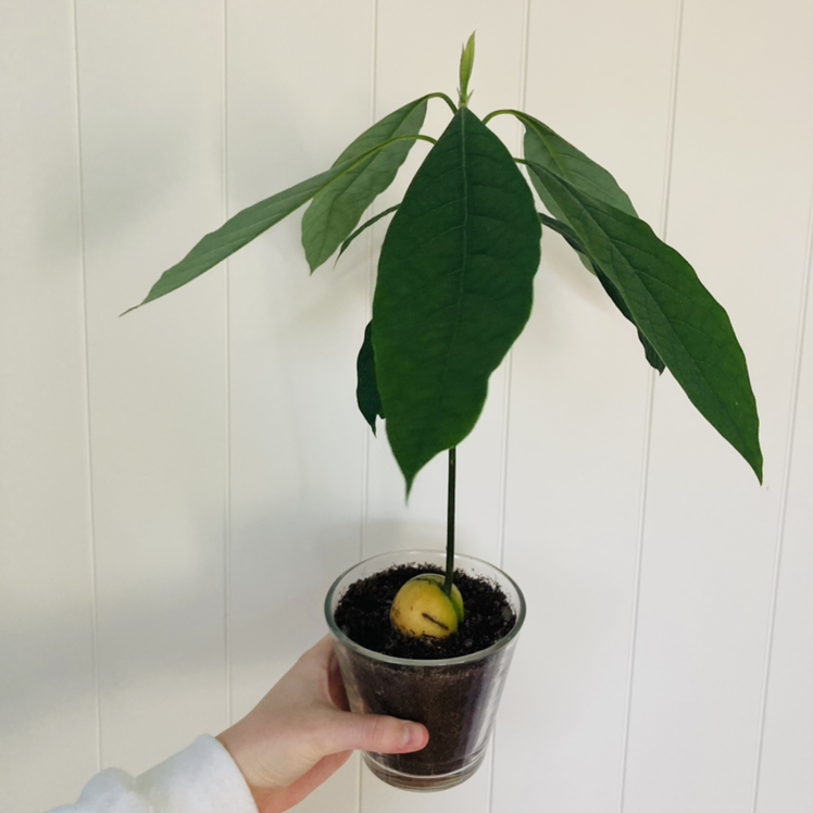 Healthy young avocado seedling with vibrant green leaves growing in a clear plastic cup filled with soil, held by a human hand.
