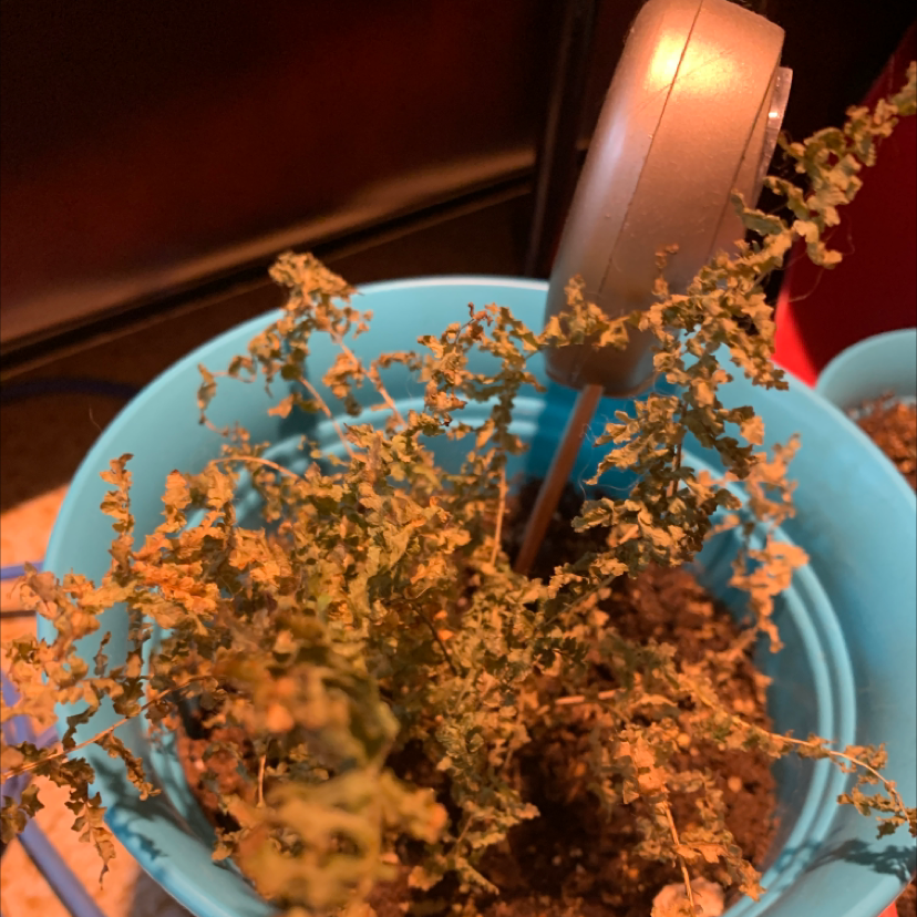 Photo of the plant species Thinleaf Fourwing Saltbush by Cheryl named Your plant on Greg, the plant care app