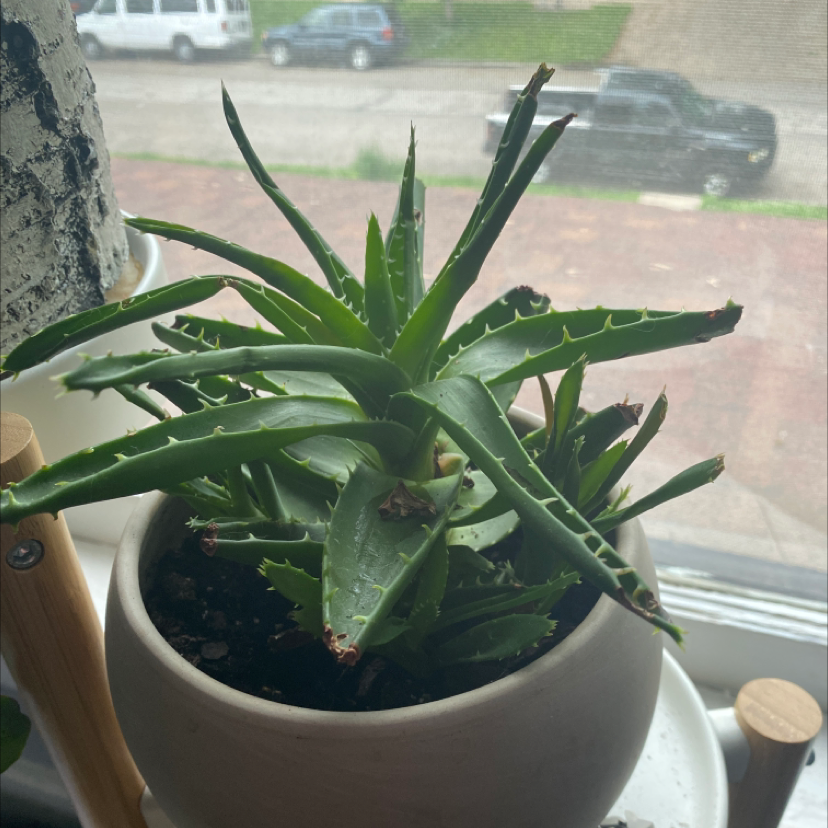 Candelabra Aloe plant in a white pot on a windowsill with some browning at the leaf tips.