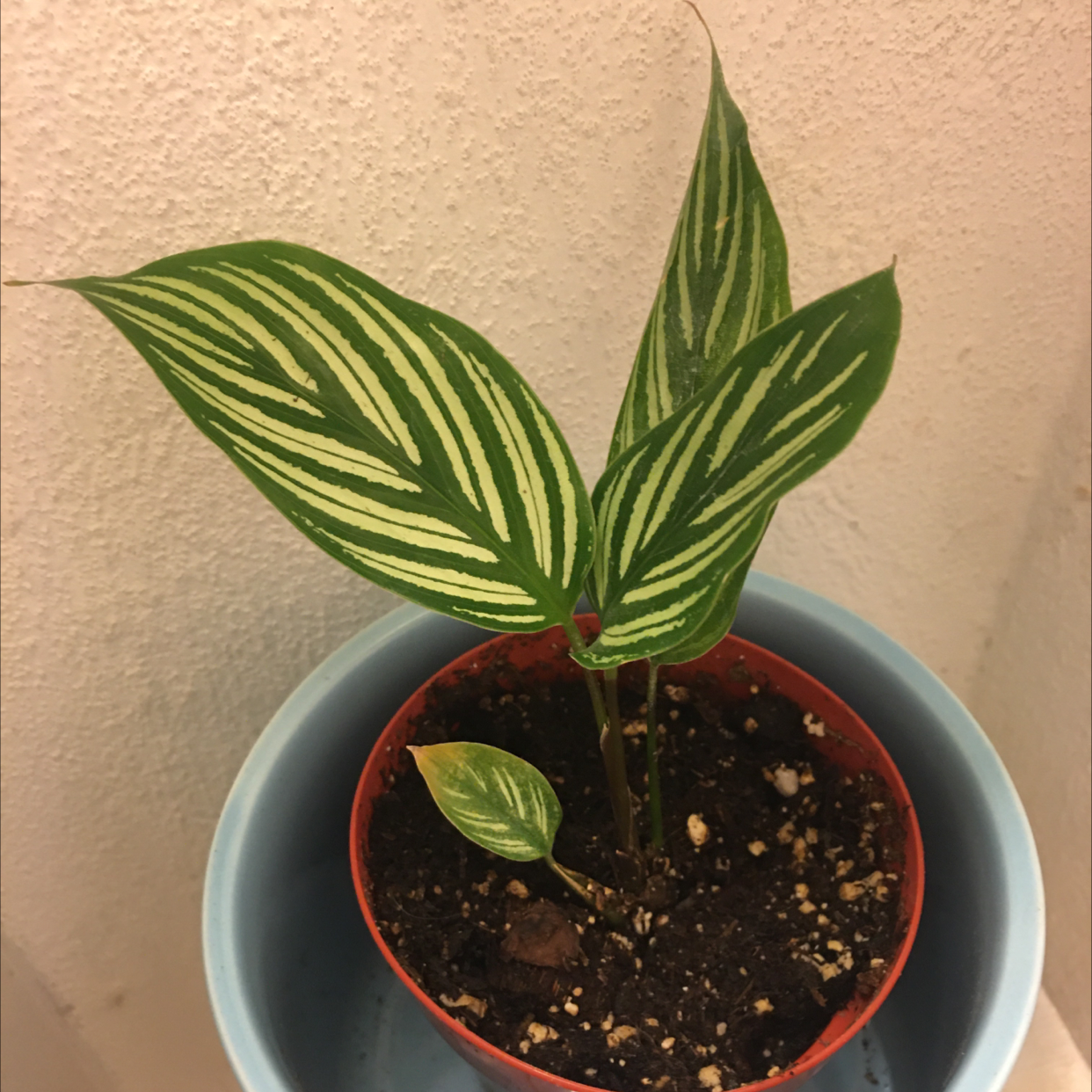 Calathea Vittata plant in a small pot with distinctive white-striped green leaves.