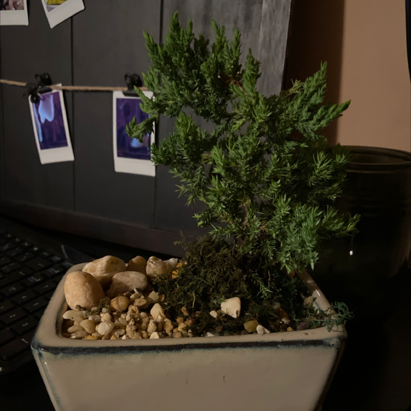 Potted American Juniper plant in a rectangular pot with pebbles on the soil surface.