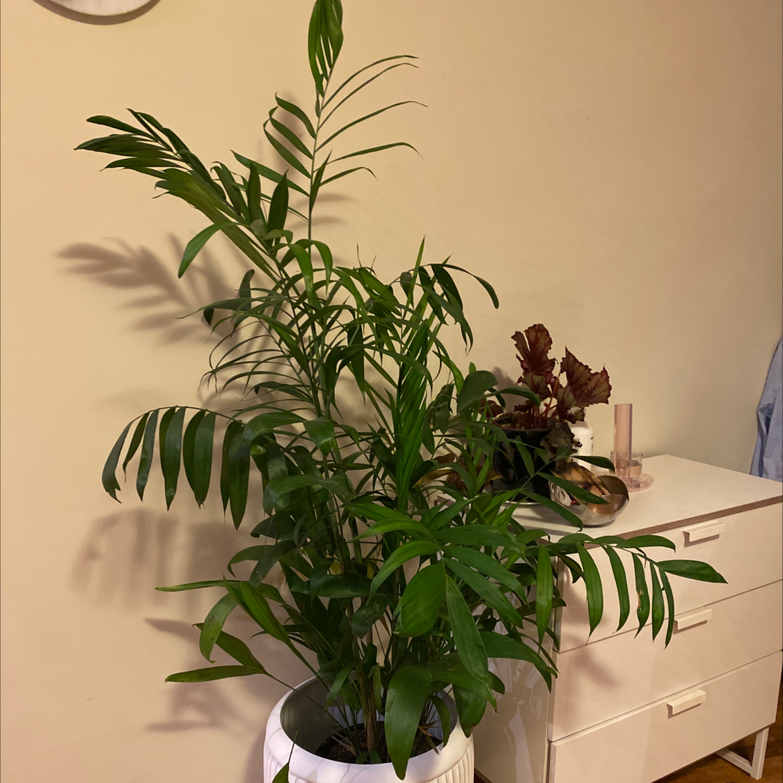 Healthy Bamboo Palm plant in a white pot indoors, with vibrant green leaves.