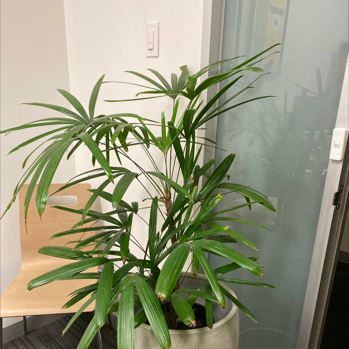 Healthy, thriving Rhapsis Palm with lush green fronds in front of a sheer white curtain with ample natural light.