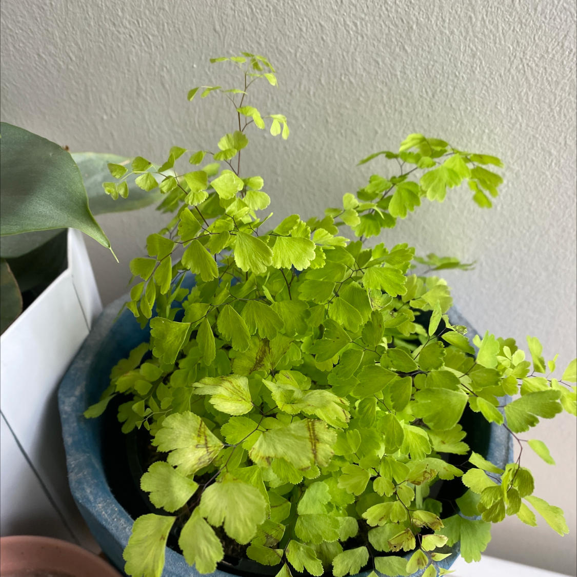 Pacific Maidenhair Fern in a blue pot with vibrant green leaves.