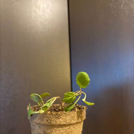 Photo of the plant species Brussel Sprout by @Taylorh021 named Marley on Greg, the plant care app