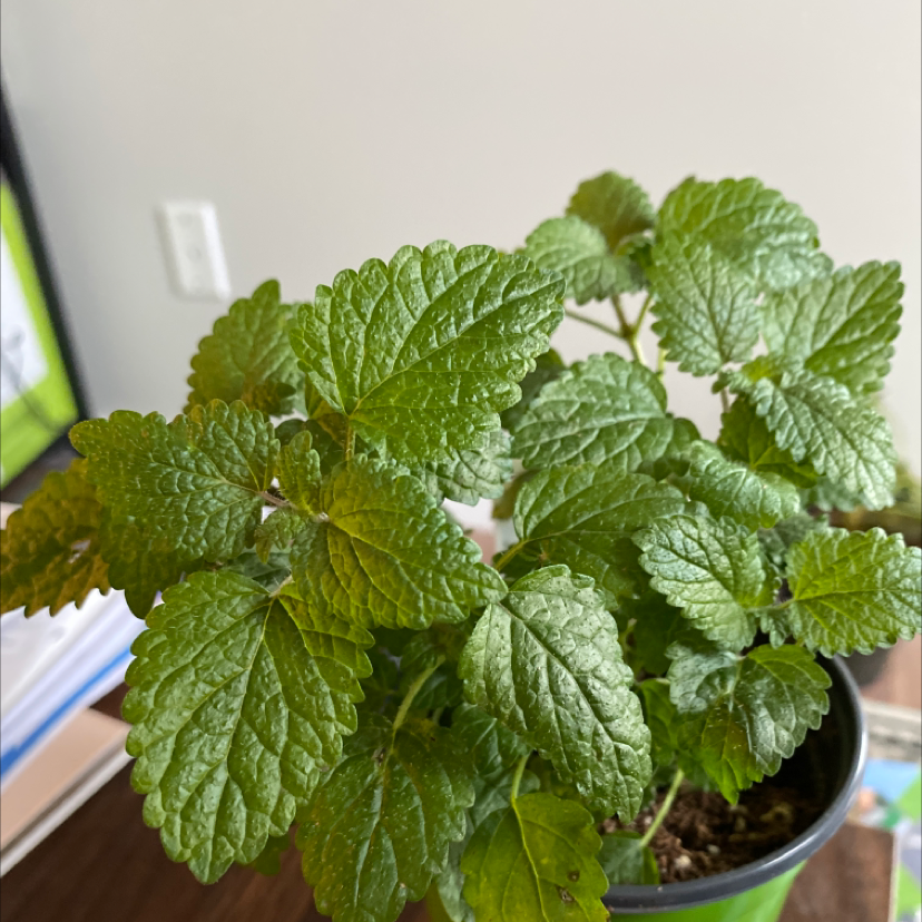 Healthy Lemon Balm plant with green, textured leaves in a pot.