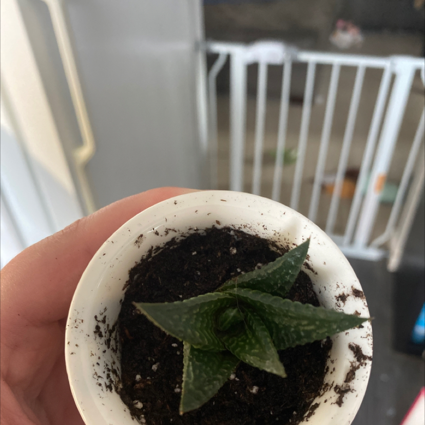 Fairy Washboard plant photo by @Gracemelissa98 named 0304 on Greg, the plant care app.