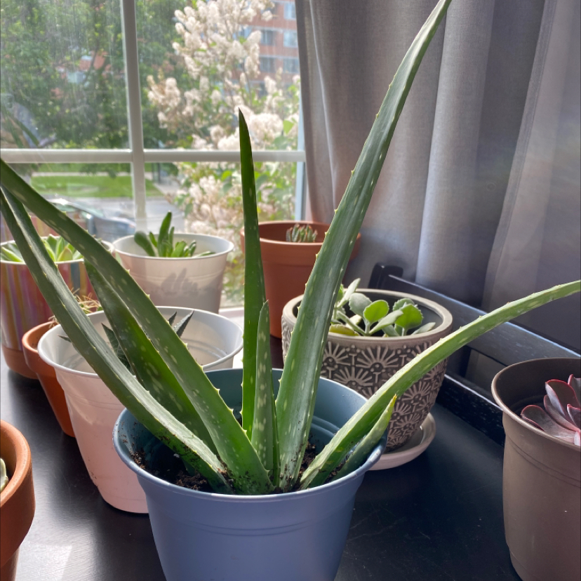 Aloe vera plant photo by @Gracemelissa98 named taytay on Greg, the plant care app.
