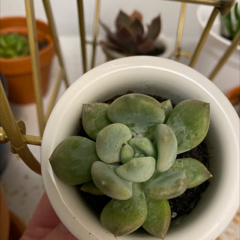 Mexican Snowball plant photo by @Gracemelissa98 named Ferry on Greg, the plant care app.