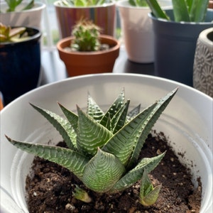 Fairy Washboard plant photo by @Gracemelissa98 named Fairella on Greg, the plant care app.