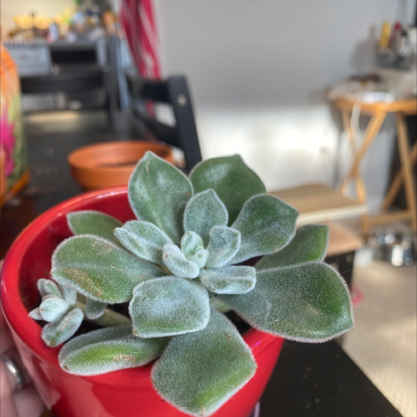 Panda Plant plant photo by @Gracemelissa98 named Dear John on Greg, the plant care app.