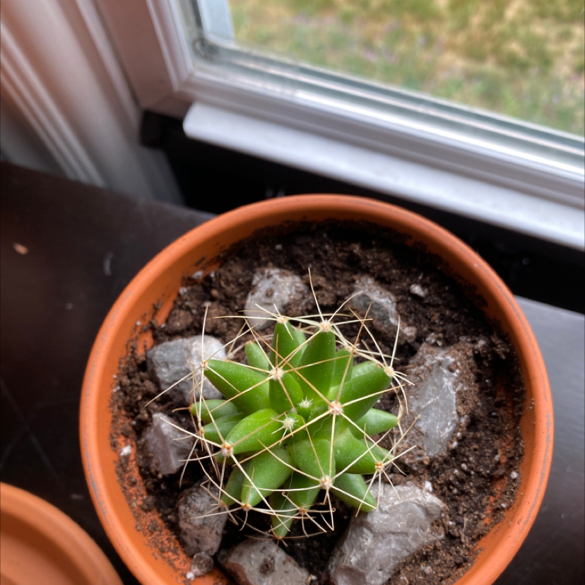 Photo of the plant species Finger Cactus by @Gracemelissa98 named Willow on Greg, the plant care app