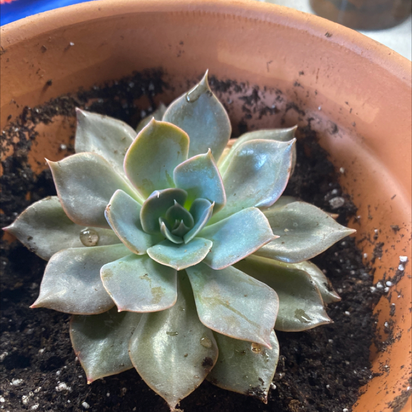 Photo of the plant species Echeveria 'Purple Pearl' by @Gracemelissa98 named Coehill on Greg, the plant care app