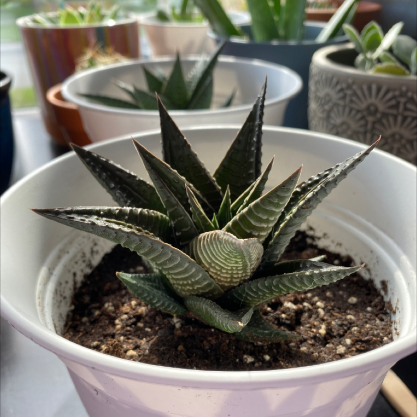 Fairy Washboard plant photo by @Gracemelissa98 named Mr. Perfectly Fine on Greg, the plant care app.