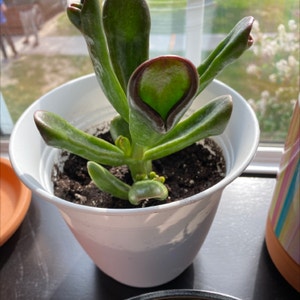 Gollum Jade plant photo by @Gracemelissa98 named Scarlett on Greg, the plant care app.