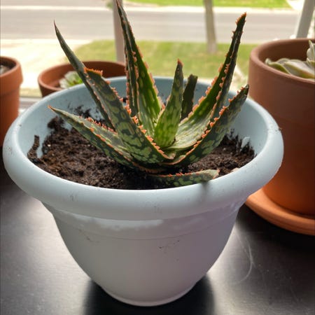 Photo of the plant species Carmine Aloe by @Gracemelissa98 named Esty on Greg, the plant care app