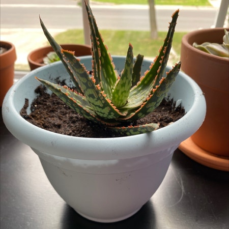 Photo of the plant species Carmine Aloe by Gracemelissa98 named Esty on Greg, the plant care app