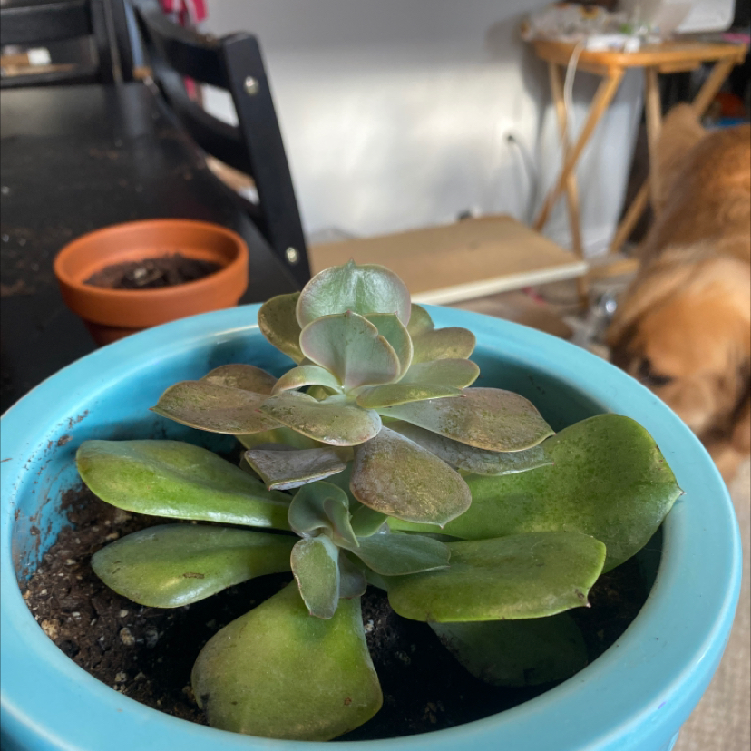 Mexican Snowball plant photo by @Gracemelissa98 named Drew on Greg, the plant care app.