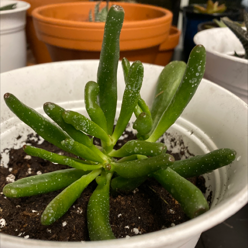 Finger Jade plant photo by @Gracemelissa98 named Messi on Greg, the plant care app.