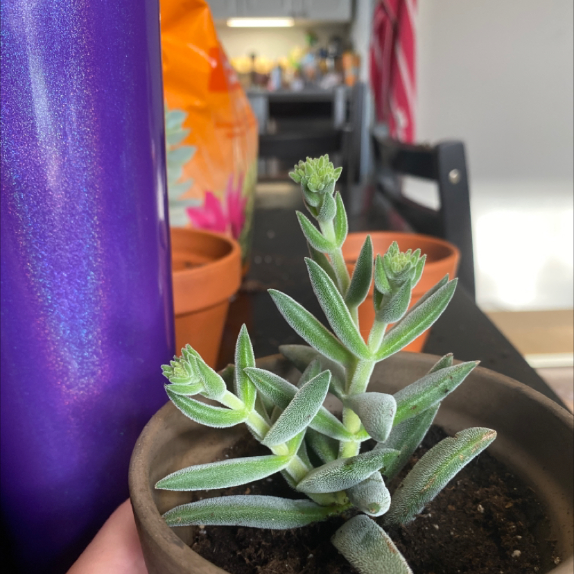 Crassula mesembryanthemoides plant photo by @Gracemelissa98 named Lindsay on Greg, the plant care app.