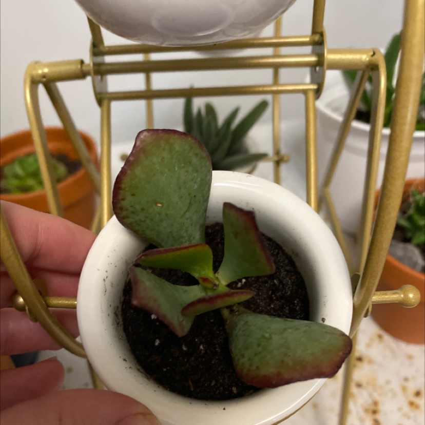 Silver Dollar Plant plant photo by @Gracemelissa98 named Pdotty on Greg, the plant care app.