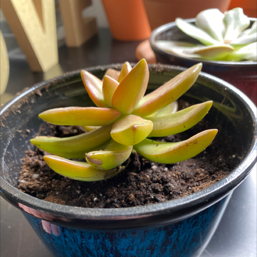 Lipstick Echeveria plant photo by @Gracemelissa98 named Meredith on Greg, the plant care app.