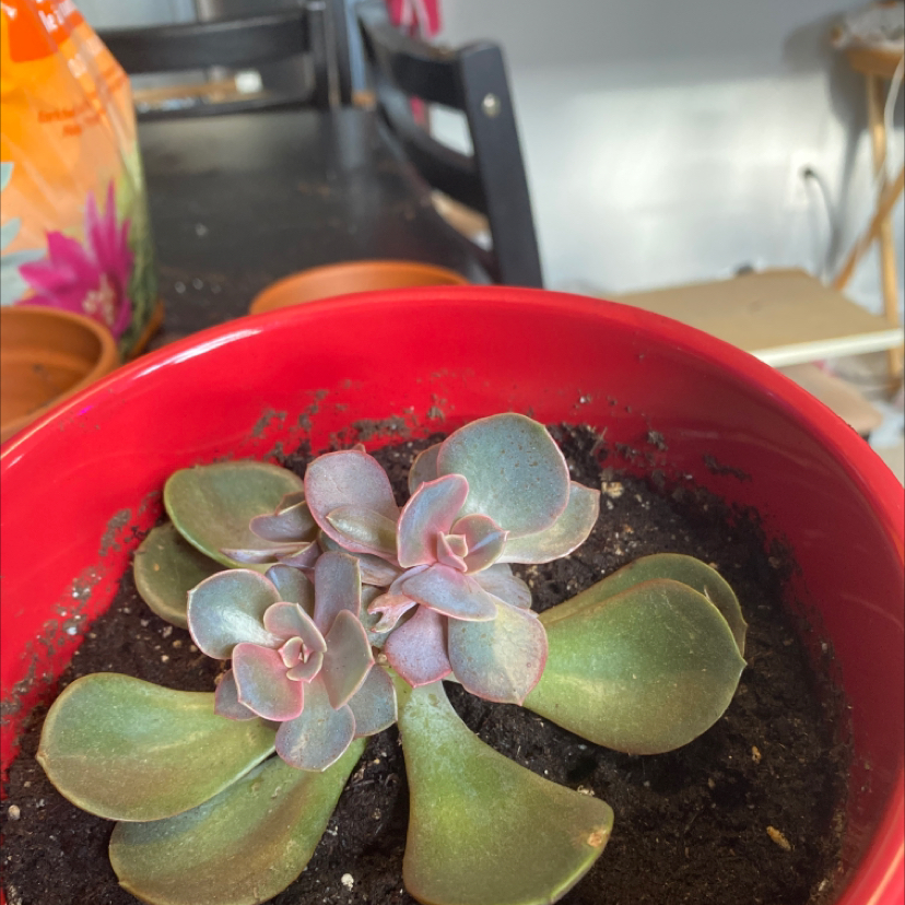 Photo of the plant species Echeveria 'Purple Pearl' by @Gracemelissa98 named Stella on Greg, the plant care app