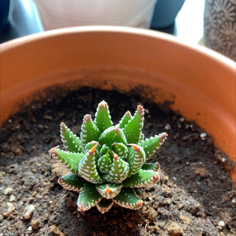 Zebra Plant plant photo by @Gracemelissa98 named Polka on Greg, the plant care app.
