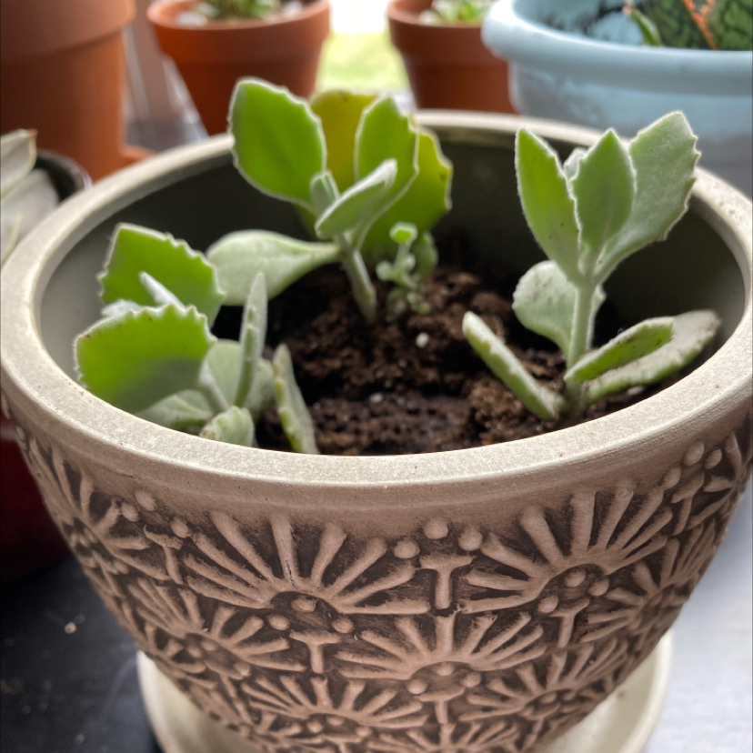 Potted Felt Bush plant with thick, fuzzy leaves in a decorative pot.