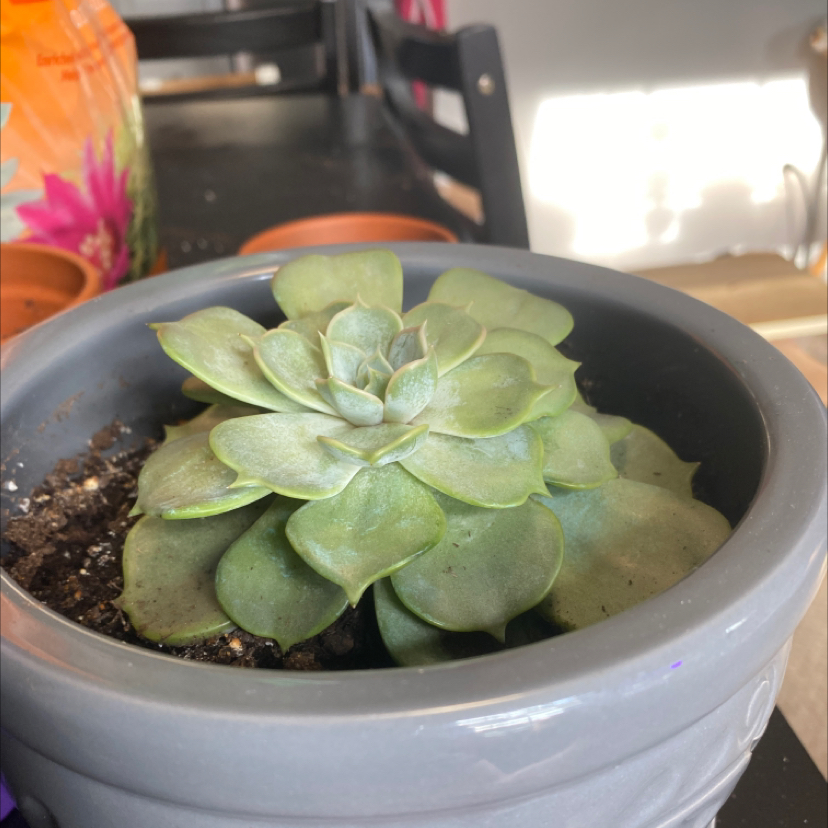 Mexican Snowball plant photo by @Gracemelissa98 named Evermore on Greg, the plant care app.