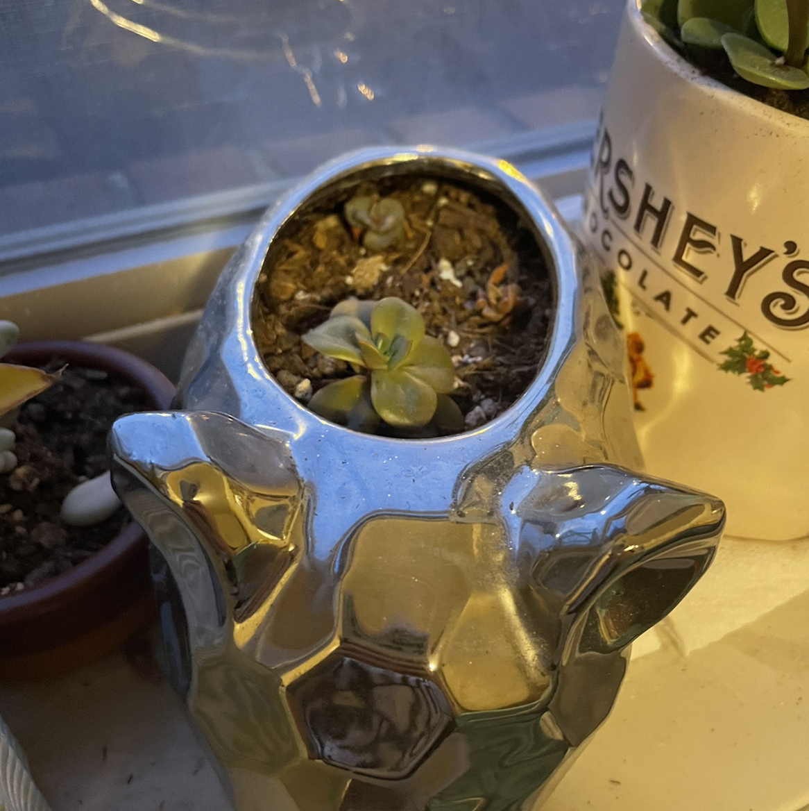Echeveria 'Chroma' plant in a decorative pot near a window with visible soil.