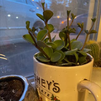 Peperomia 'Hope' plant in Columbus, Ohio