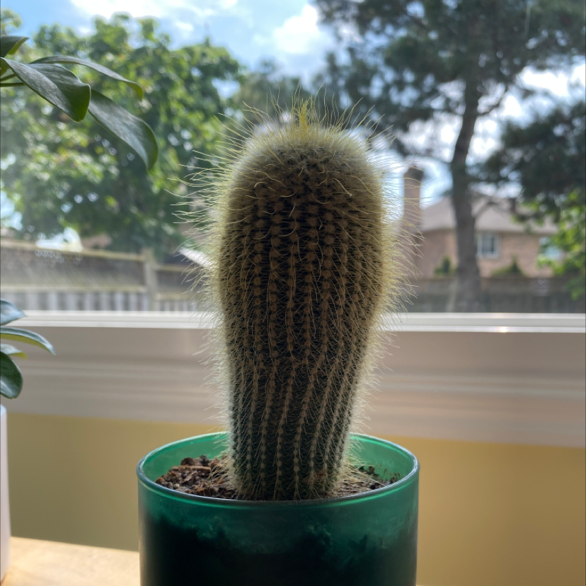 Photo of the plant species Cephalocereus polylophus by @gabr1ellariv named mr grinch on Greg, the plant care app