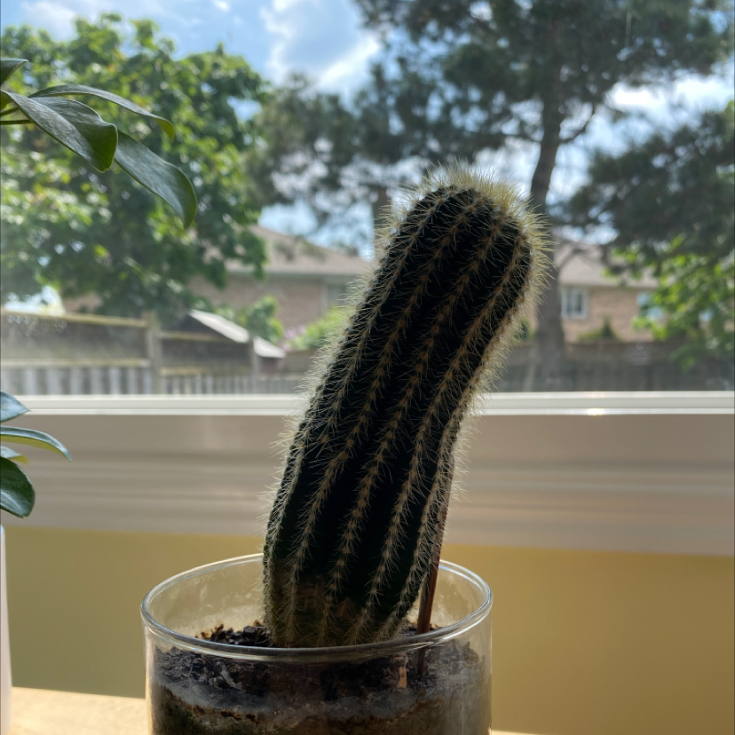 Peruvian Old Man Cactus in a glass container by a window with trees and houses in the background.
