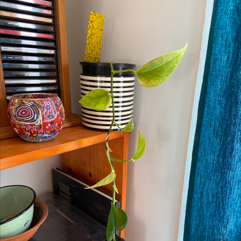 Taro Vine plant photo by @jerest named Sproutacus on Greg, the plant care app.