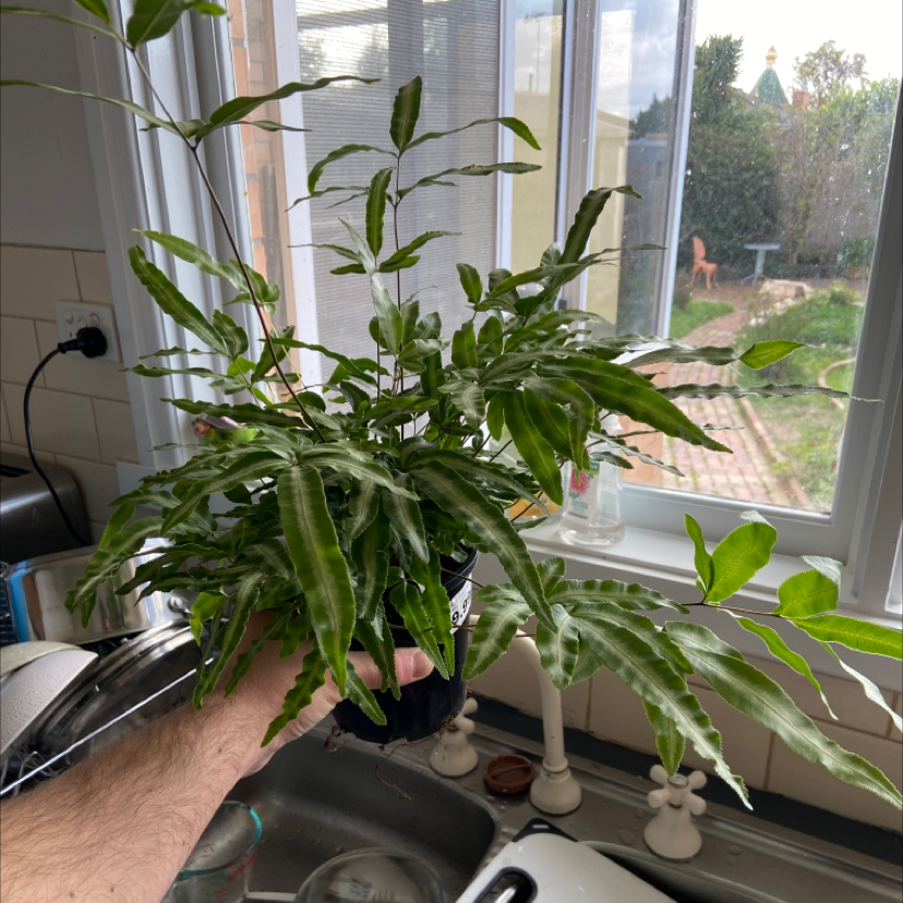 Cretan Brake plant being held indoors with vibrant green leaves.