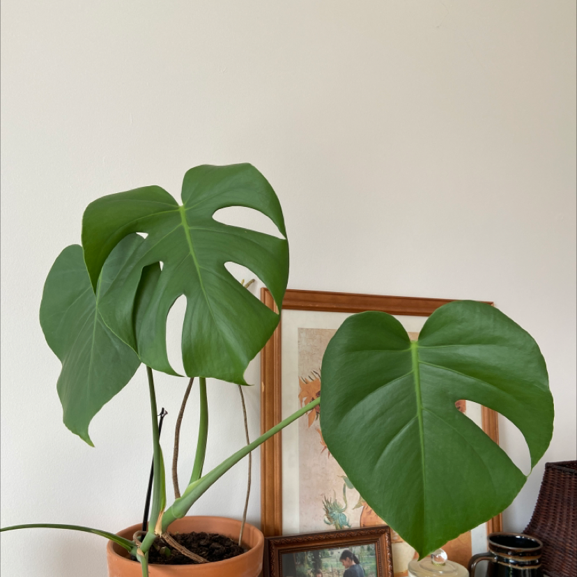 Monstera plant photo by @jerest named Basil on Greg, the plant care app.