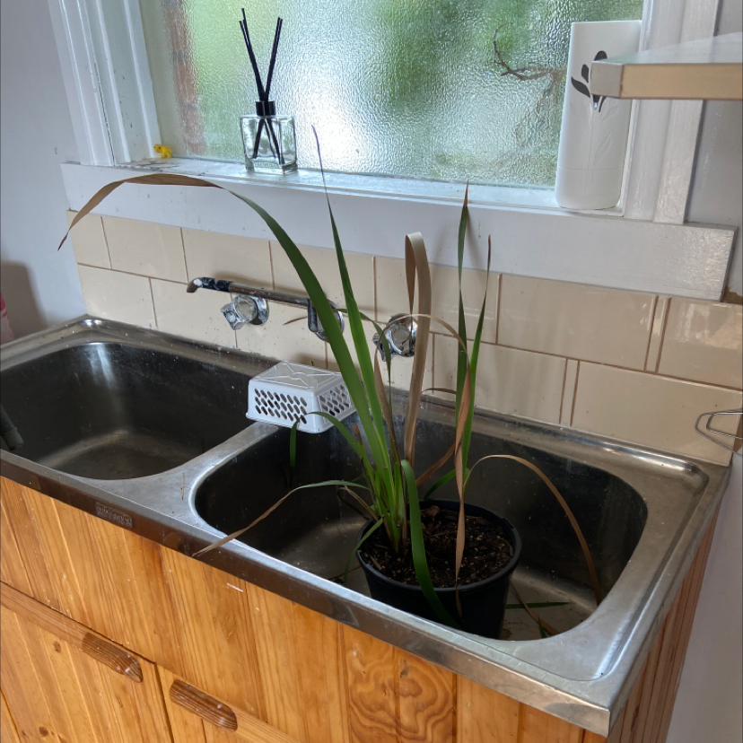 Photo of the plant species Iris by @jerest named Orwell on Greg, the plant care app