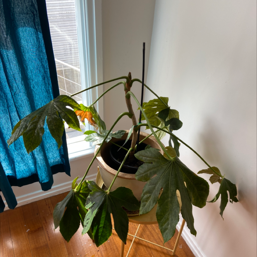 Fatsia Plant plant photo by @jerest named Sad on Greg, the plant care app.