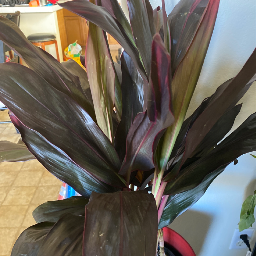 Healthy colorful Ti Plant with dark green, light green and burgundy striped foliage in a dense upright formation.