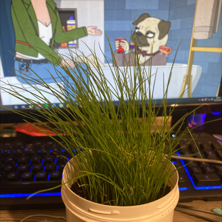 Potted Wild Chives plant with long, thin green leaves in front of a computer screen displaying an animated scene.