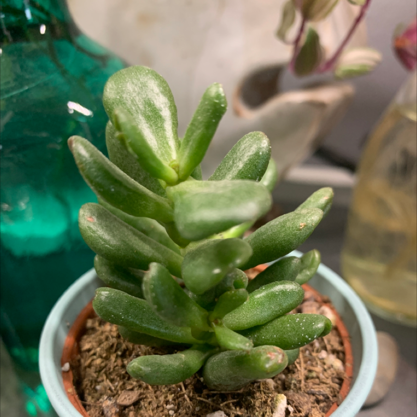 Healthy jade plant (Crassula ovata) in a pot with visible soil.