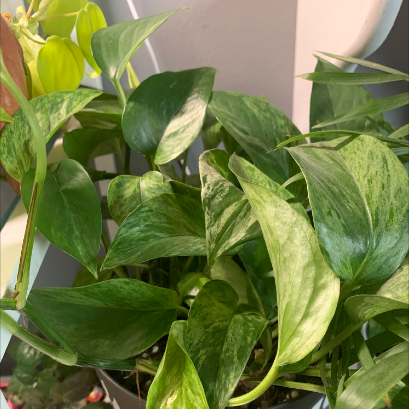 Marble Queen Pothos with variegated green and white leaves, appearing healthy.