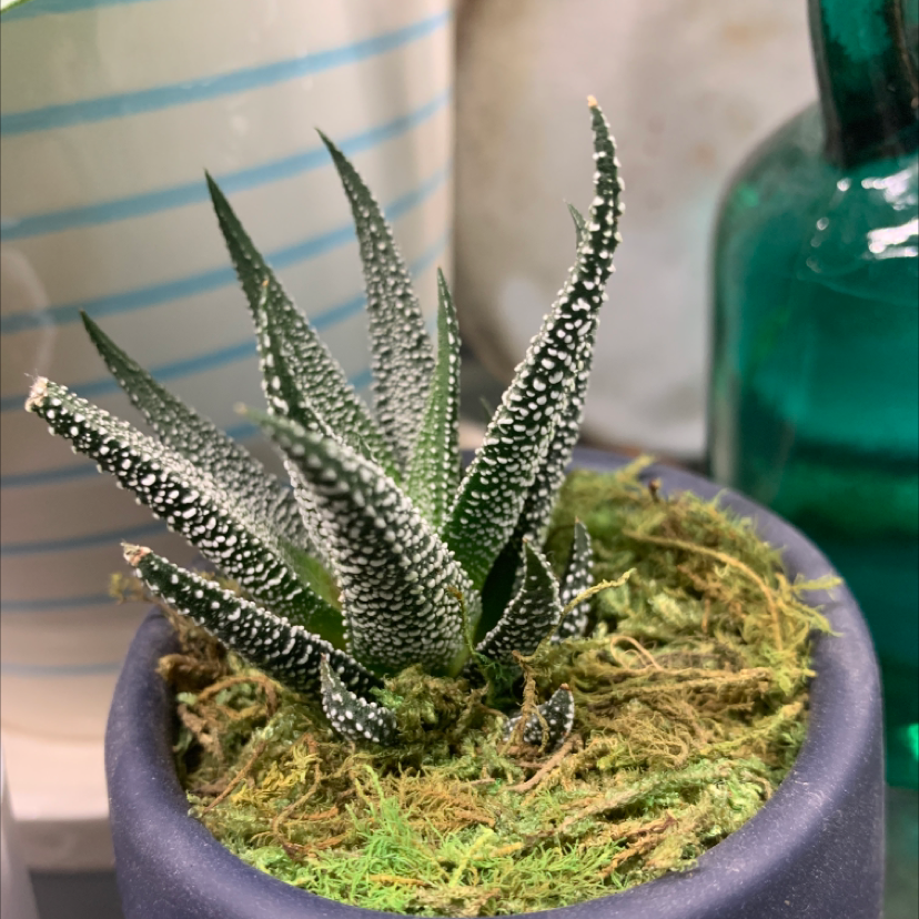 Healthy zebra plant with white spotted leaves in a blue ceramic pot, sitting on a surface indoors.