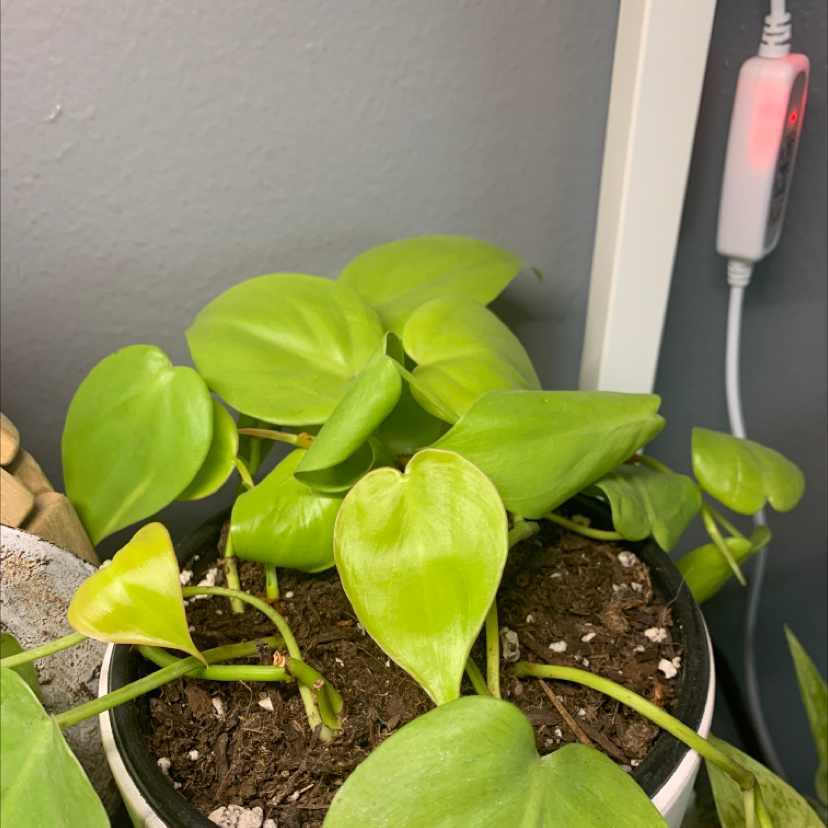 Closeup of a vibrant, healthy heartleaf philodendron plant with rich green leaves growing in soil, with a human hand gently touching a leaf.