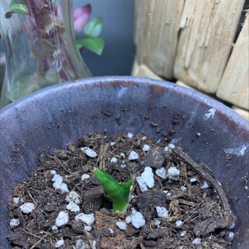 Small Bird's Nest Snake Plant in a pot with visible soil and a single green shoot.
