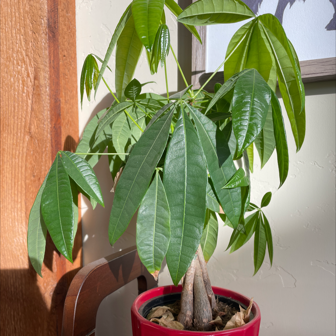 Money Tree plant photo by Tiffany named Money Tree on Greg, the plant care app.